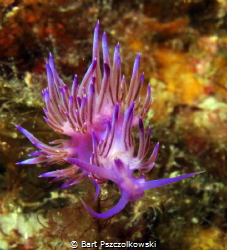 Flabellina,beautifull violet nudibranch captured in north... by Bart Pszczolkowski 